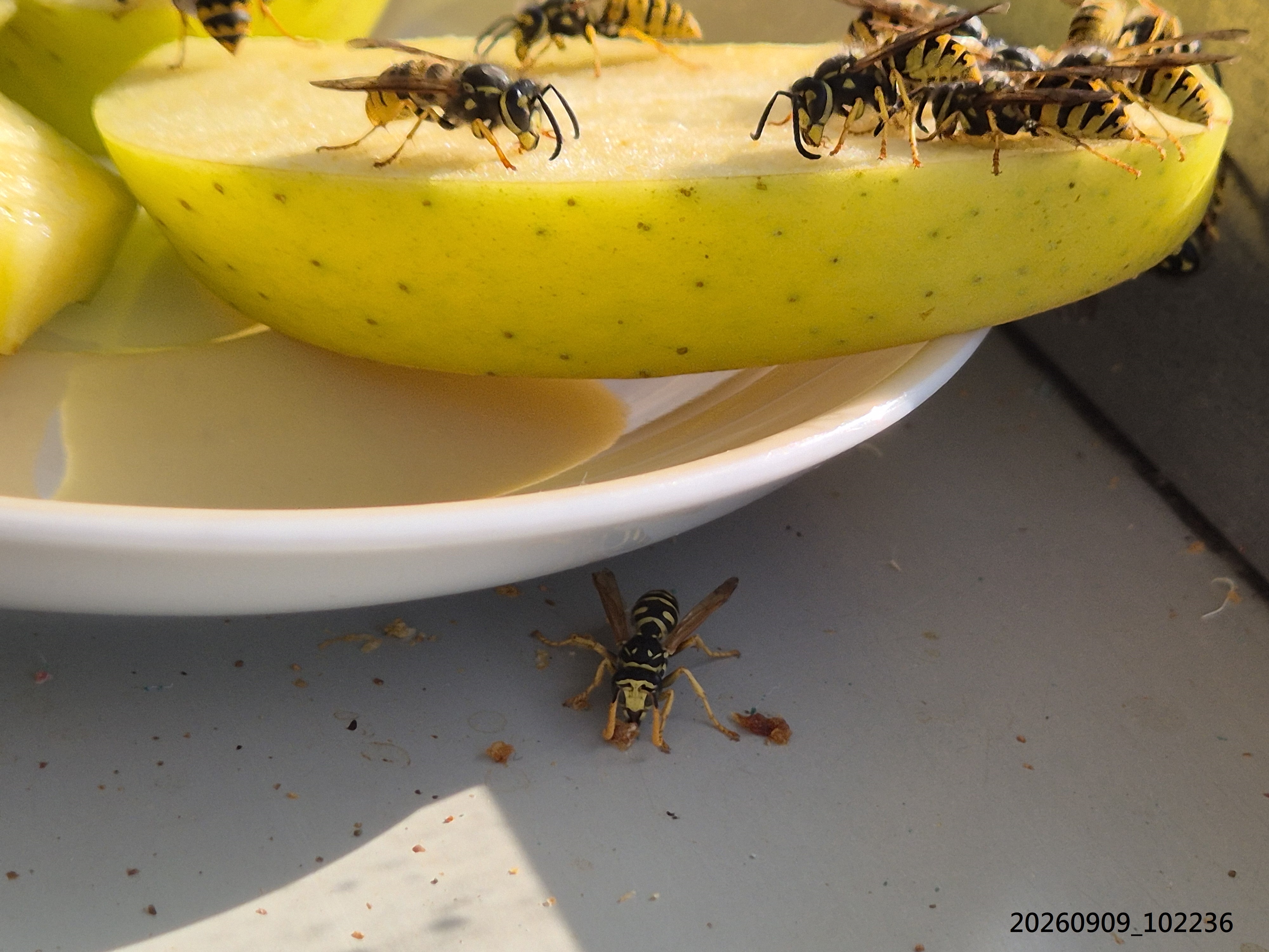 Sep_2026_25