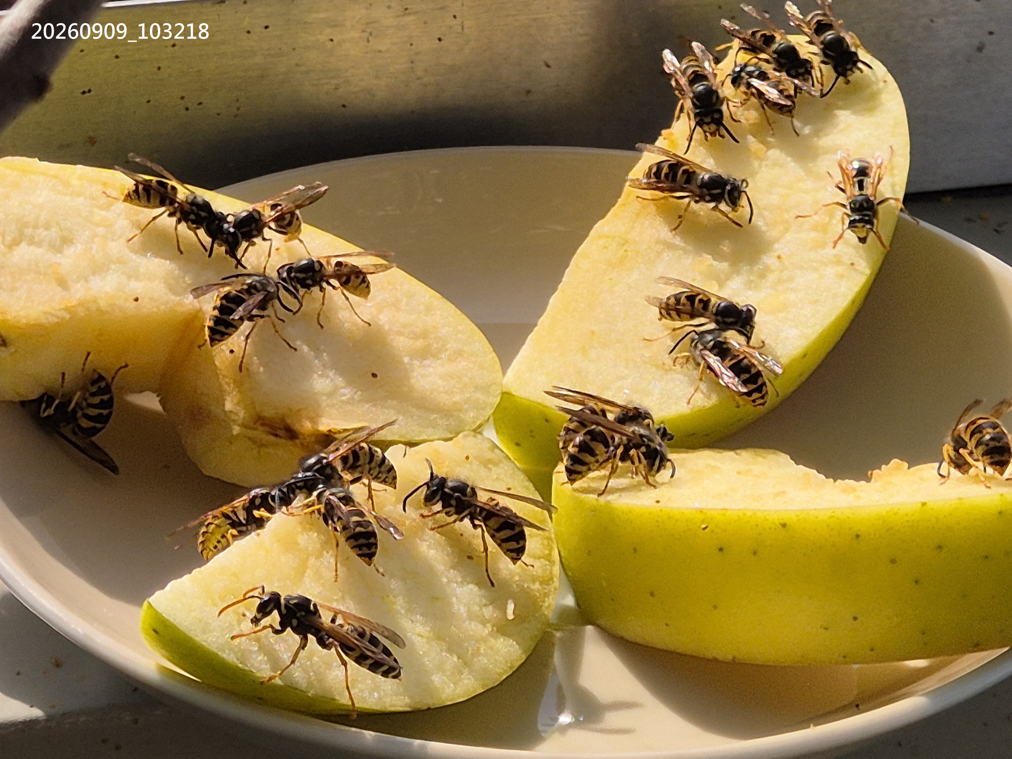 Sep_2026_27