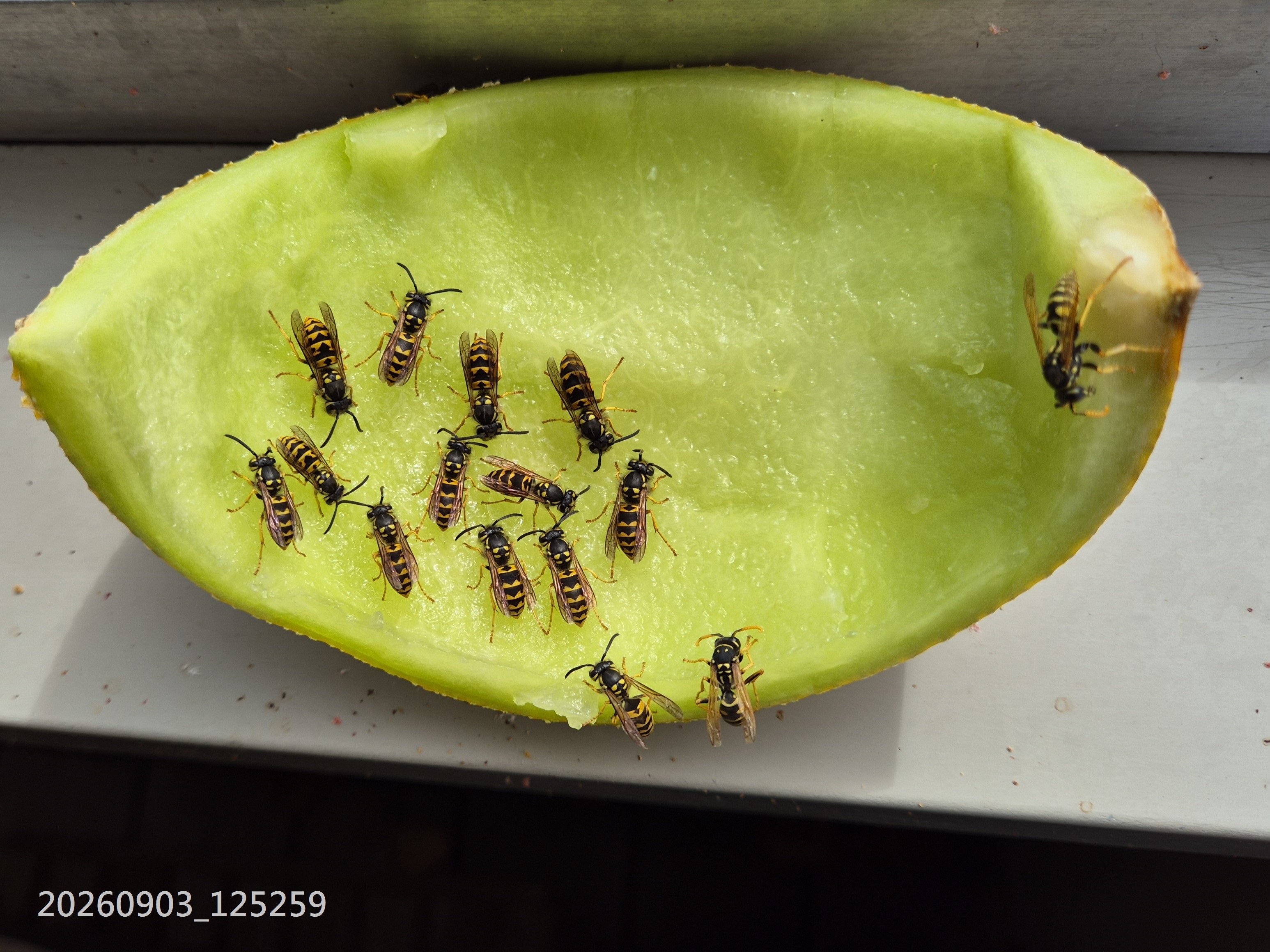 Sep_2026_3