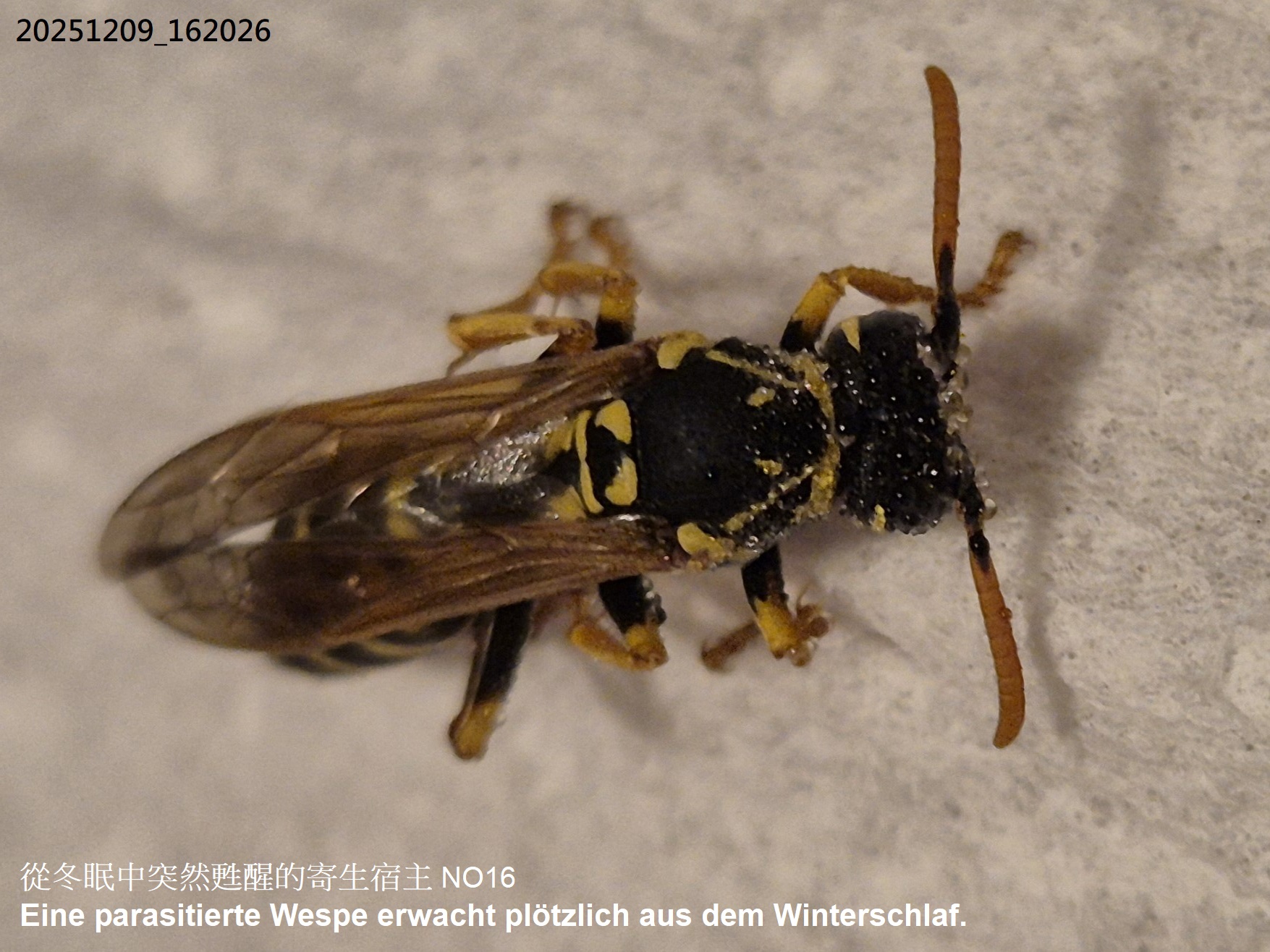 Wirt_16_1