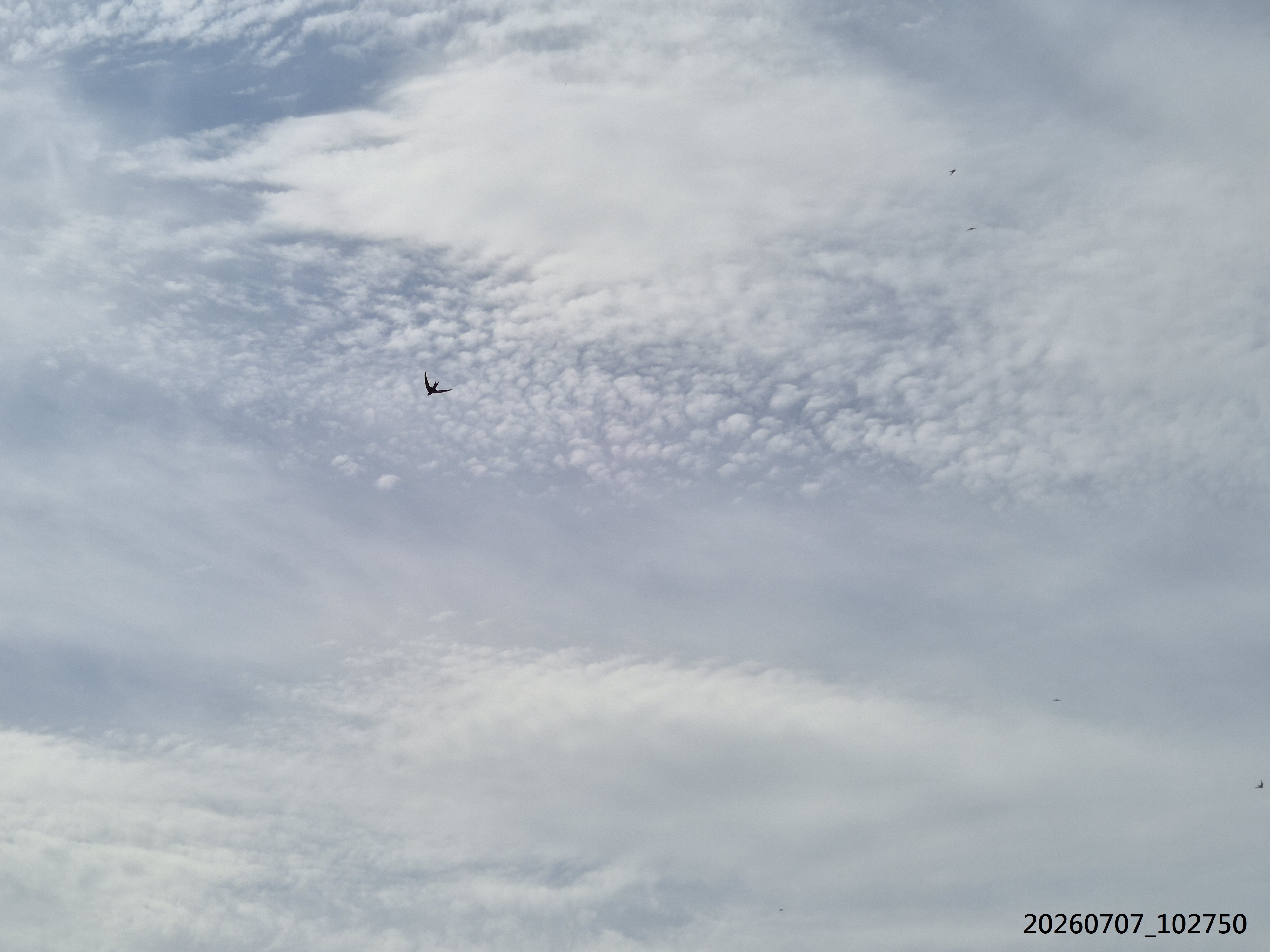 B2026_07_7